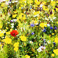 Poppy in wildflowers Photograph by Nigel R Bell Poppy in wildflowers Photograph by Nigel R Bell