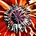 Poppy - Macro Fine Art Photography Photograph by Marianna Mills Poppy - Macro Fine Art Photography Photograph by Marianna Mills