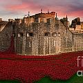 Poppy Sea Digital Art by Airpower Art Poppy Sea Digital Art by Airpower Art