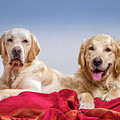 Portrait Of A Golden Retriever by Animal Images Portrait Of A Golden Retriever by Animal Images