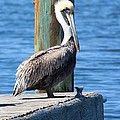 Posing Pelican Photograph by Carol Groenen Posing Pelican Photograph by Carol Groenen