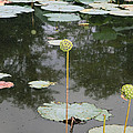 Post Bloom by Amanda Barcon Post Bloom by Amanda Barcon