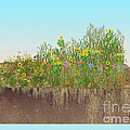 Prairie Plants Succession, Illustration Photograph by Carlyn Iverson Prairie Plants Succession, Illustration Photograph by Carlyn Iverson