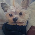 Princess Pricilla by Sheila Mashaw Princess Pricilla by Sheila Mashaw