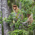 Proboscis Monkey Mother And Juvenile Photograph by Suzi Eszterhas Proboscis Monkey Mother And Juvenile Photograph by Suzi Eszterhas