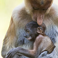 Proboscis Monkey Mother Holding Baby Photograph by Suzi Eszterhas Proboscis Monkey Mother Holding Baby Photograph by Suzi Eszterhas