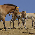 Przewalskis Horse With Two Foals by San Diego Zoo Przewalskis Horse With Two Foals by San Diego Zoo