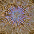 Psychedelic Dandelion Art Photograph by James BO Insogna Psychedelic Dandelion Art Photograph by James BO Insogna