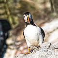 Puffin Watching me Watching Him Photograph by Perla Copernik Puffin Watching me Watching Him Photograph by Perla Copernik