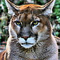 Puma by Kristin Elmquist Puma by Kristin Elmquist