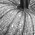 Pumpkin Pumpkin Black and White Photograph by James BO Insogna Pumpkin Pumpkin Black and White Photograph by James BO Insogna