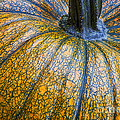 Pumpkin Pumpkin Photograph by James BO Insogna Pumpkin Pumpkin Photograph by James BO Insogna