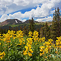 Pure Gold Photograph by Jim Garrison Pure Gold Photograph by Jim Garrison