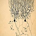 Purkinje Cells by Cajal 1899 Photograph by Science Source Purkinje Cells by Cajal 1899 Photograph by Science Source