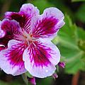 Purple and White Flowers Photograph by Amy Fose Purple and White Flowers Photograph by Amy Fose