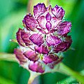Purple Beauty Photograph by Gwen Gibson Purple Beauty Photograph by Gwen Gibson