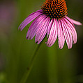 Purple Cone Flower Portrait by Onyonet Photo Studios Purple Cone Flower Portrait by Onyonet Photo Studios