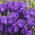 Purple crocus Flowers Photograph by Valerie Collins Purple crocus Flowers Photograph by Valerie Collins