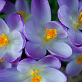 Purple Crocus Gems Photograph by Tikvah's Hope Purple Crocus Gems Photograph by Tikvah's Hope
