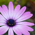 Purple Daisy Photograph by Amy Fose Purple Daisy Photograph by Amy Fose