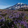 Purple Fields Forever And Ever by Mike Reid Purple Fields Forever And Ever by Mike Reid