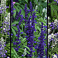 Purple Flowers by Tikvah's Hope Purple Flowers by Tikvah's Hope