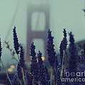 Purple Haze Daze by Jennifer Ramirez Purple Haze Daze by Jennifer Ramirez