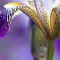 Purple Iris 1 Photograph by Theresa Tahara Purple Iris 1 Photograph by Theresa Tahara