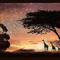 Purple Safari Sunset Photograph by Melinda Hughes-Berland