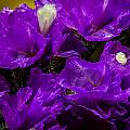 Purple Statice Photograph by Ron Pate Purple Statice Photograph by Ron Pate
