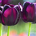 Purple tulips Photograph by Heiko Koehrer-Wagner Purple tulips Photograph by Heiko Koehrer-Wagner