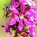 Purple Wild Flower by Optical Playground By MP Ray Purple Wild Flower by Optical Playground By MP Ray