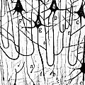 Pyramidal Cells Illustrated By Cajal Photograph by Science Source Pyramidal Cells Illustrated By Cajal Photograph by Science Source