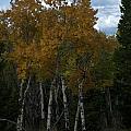 Quaking Aspen by Frank Madia Quaking Aspen by Frank Madia