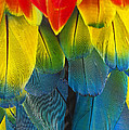 Quillicious... Photograph by Nina Stavlund Quillicious... Photograph by Nina Stavlund