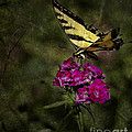 Ragged Wings Photograph by Belinda Greb Ragged Wings Photograph by Belinda Greb