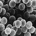 Ragweed Pollen Sem Photograph by David M. Phillips / The Population Council Ragweed Pollen Sem Photograph by David M. Phillips / The Population Council
