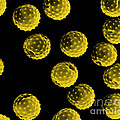 Ragweed Pollen Sem Photograph by David M. Phillips Ragweed Pollen Sem Photograph by David M. Phillips