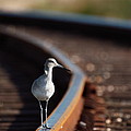 Railroaded Willet by Andrew McInnes Railroaded Willet by Andrew McInnes
