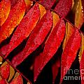 Rain Fall Color by Patrick Witz