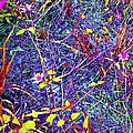 Rainbow Jungle Wild Flower Patch Photograph by George Pedro Rainbow Jungle Wild Flower Patch Photograph by George Pedro