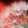 Raindrops on Dandelion Red Photograph by Marianna Mills Raindrops on Dandelion Red Photograph by Marianna Mills