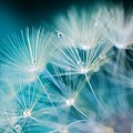 Raindrops On Dandelion Sea Blue Photograph by Marianna Mills Raindrops On Dandelion Sea Blue Photograph by Marianna Mills