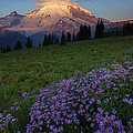 Rainier Morning Cap by Mike Dawson Rainier Morning Cap by Mike Dawson