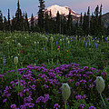 Rainier Pastel Dawn by Mike Dawson Rainier Pastel Dawn by Mike Dawson