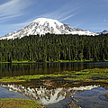 Rainier's Reflection Photograph by Tikvah's Hope Rainier's Reflection Photograph by Tikvah's Hope