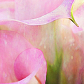 Rainy Day Calla Lilies Photograph by Theresa Tahara Rainy Day Calla Lilies Photograph by Theresa Tahara