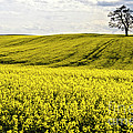 Rape landscape with lonely tree Photograph by Heiko Koehrer-Wagner Rape landscape with lonely tree Photograph by Heiko Koehrer-Wagner