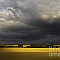Rapefield Under Dark Sky Photograph by Heiko Koehrer-Wagner Rapefield Under Dark Sky Photograph by Heiko Koehrer-Wagner