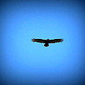 Raptor on the hunt by Lisa Rose Musselwhite Raptor on the hunt by Lisa Rose Musselwhite